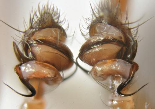 Réf. 214 105 : Cicurina cicur